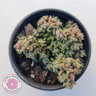 Crassula ernestii