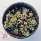 Crassula ernestii