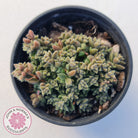 Crassula ernestii
