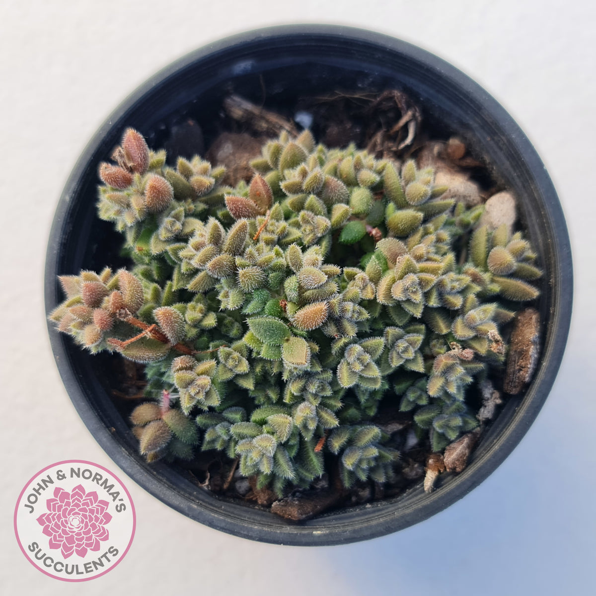 Crassula ernestii