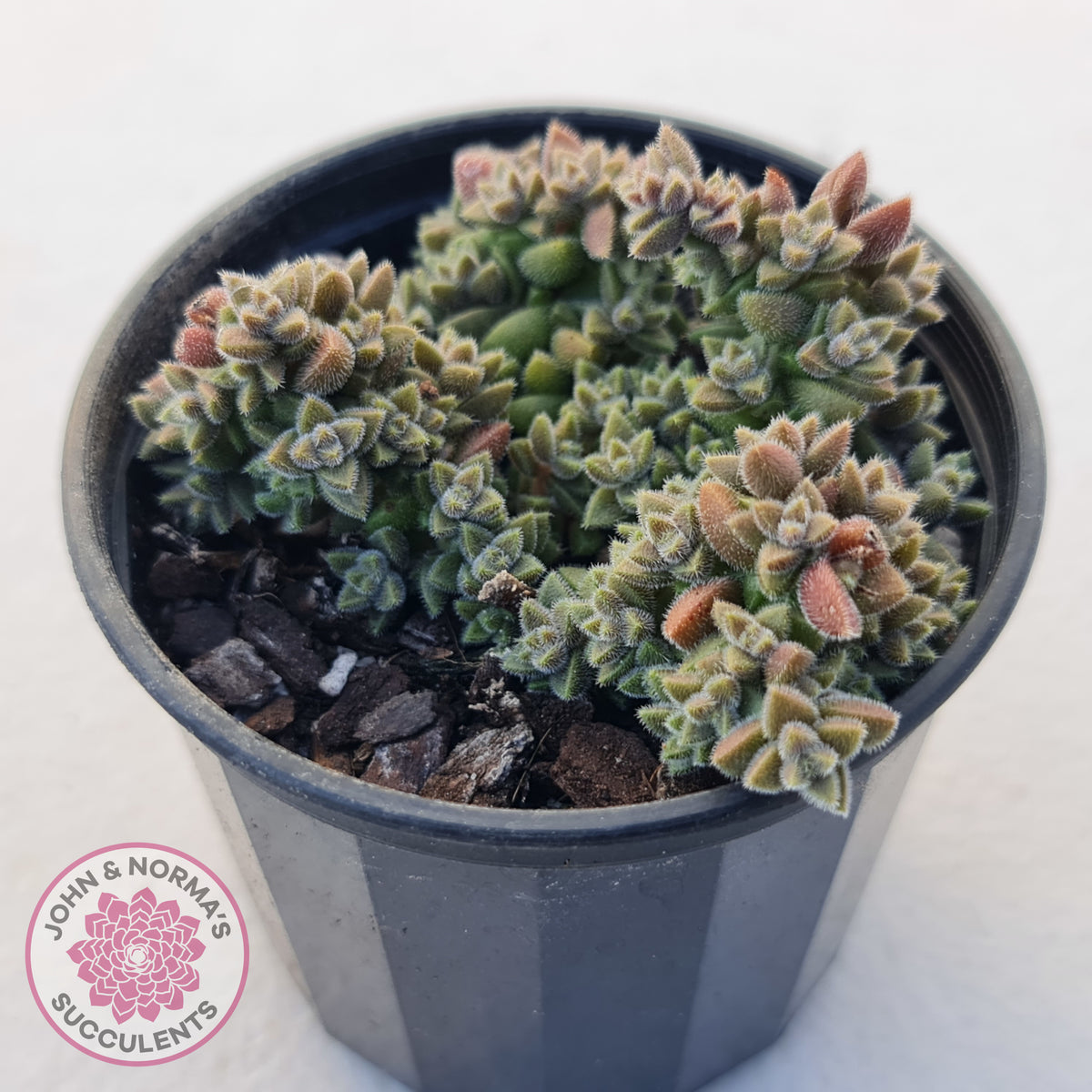 Crassula ernestii