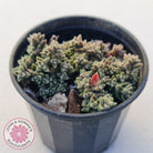 Crassula ernestii