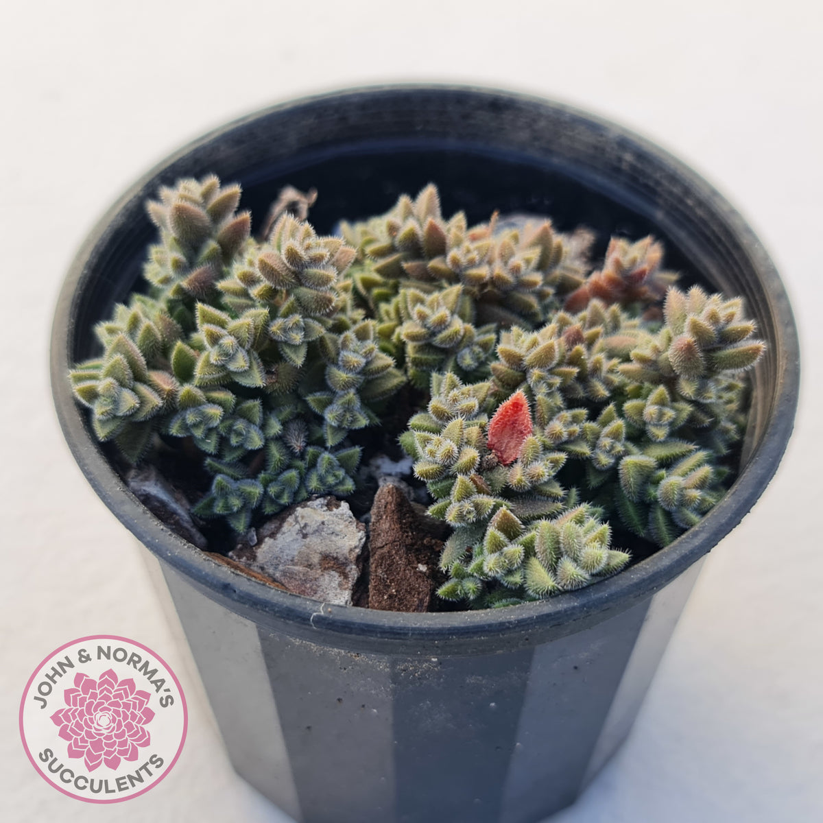 Crassula ernestii