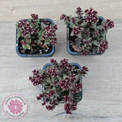 Crassula exilis ssp. cooperi