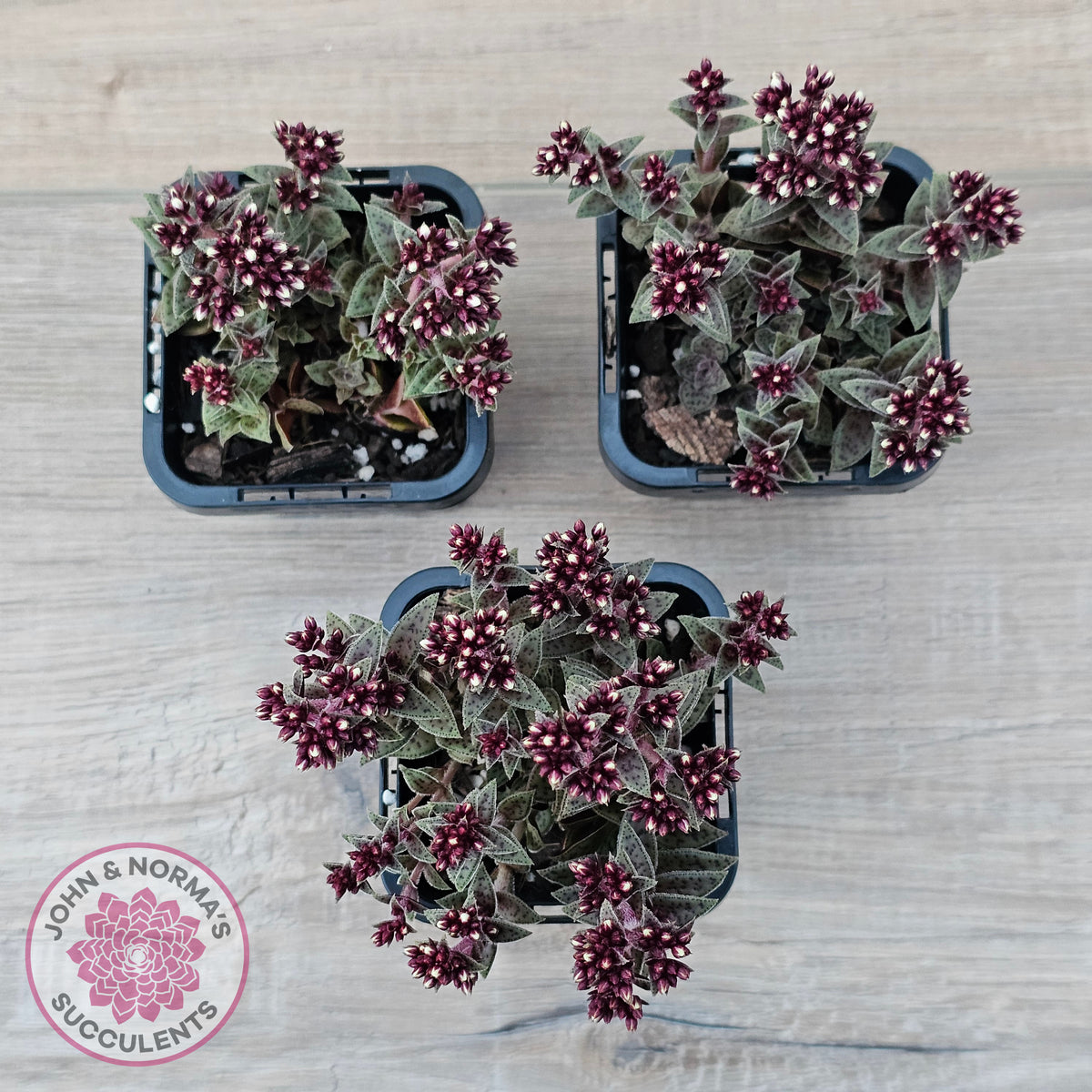 Crassula exilis ssp. cooperi