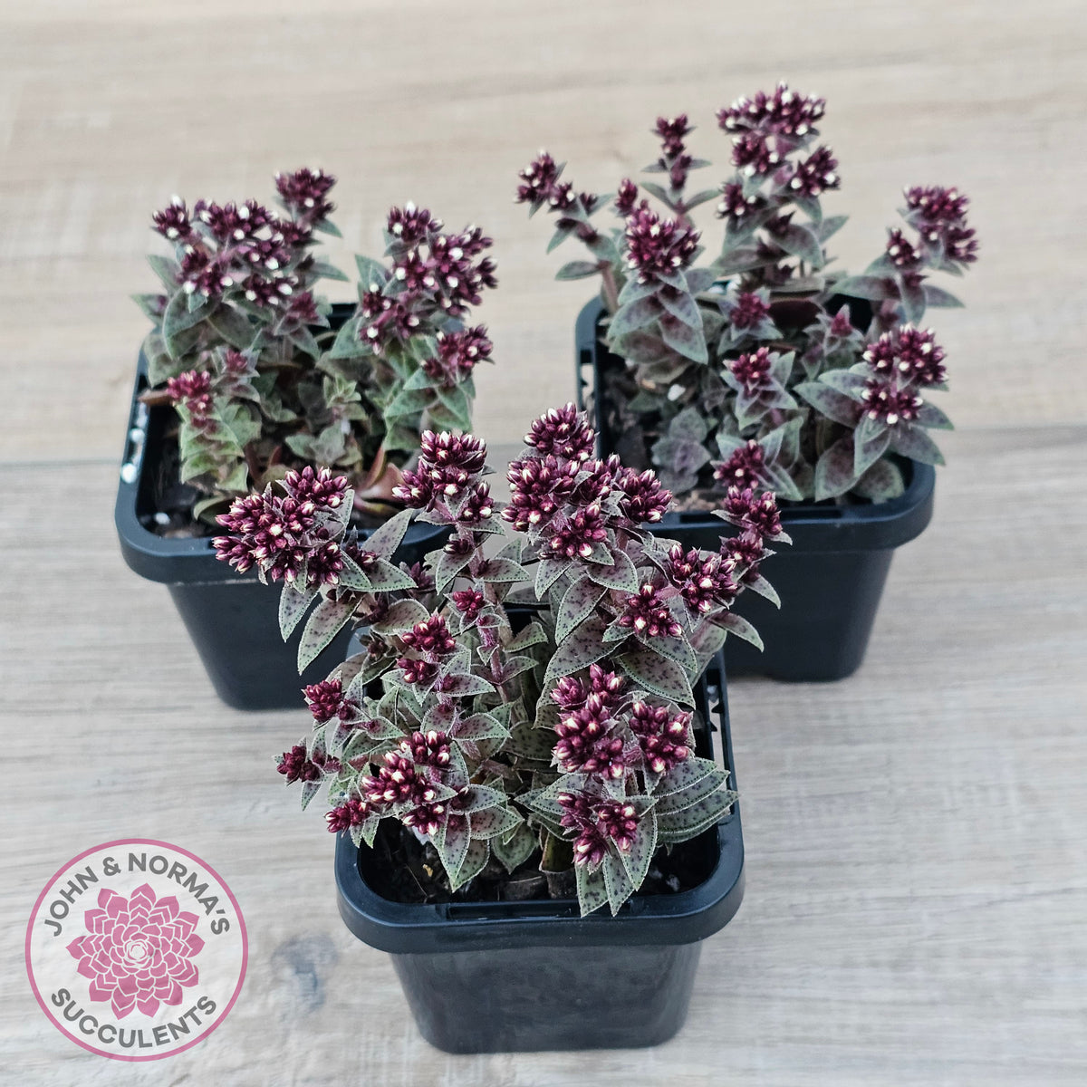 Crassula exilis ssp. cooperi