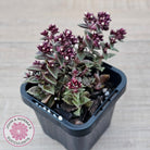 Crassula exilis ssp. cooperi
