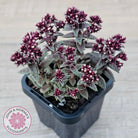 Crassula exilis ssp. cooperi