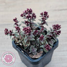 Crassula exilis ssp. cooperi