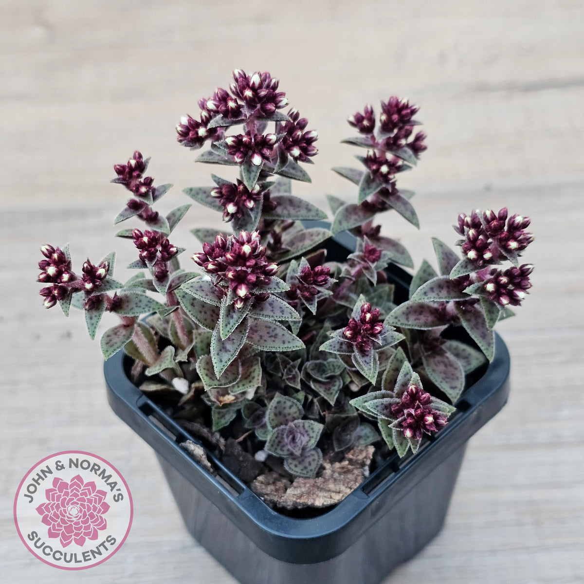 Crassula exilis ssp. cooperi