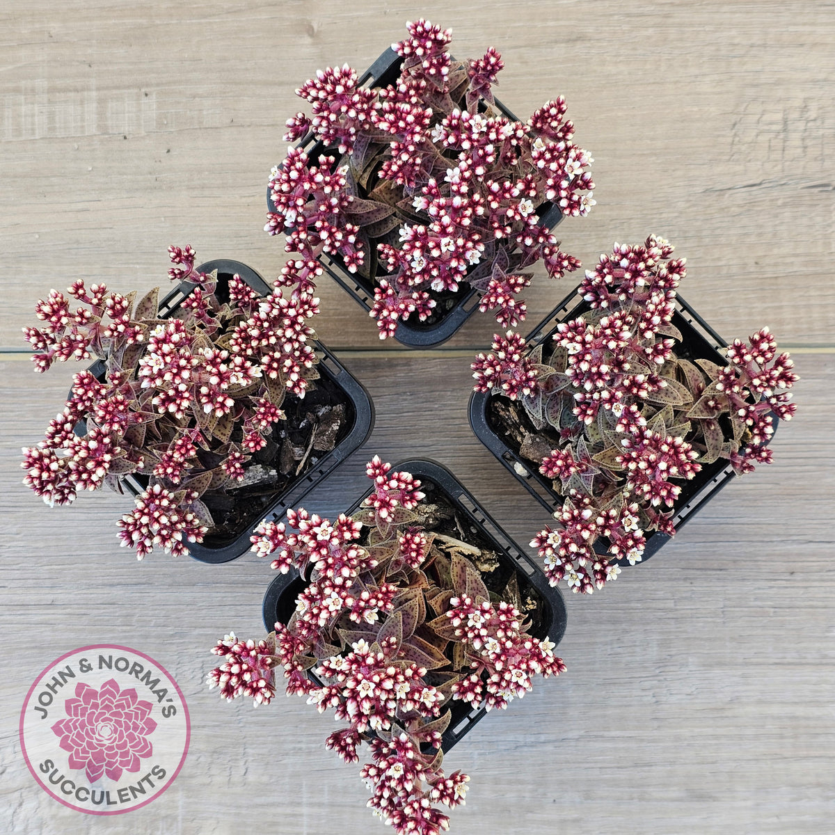 Crassula exilis ssp. cooperi
