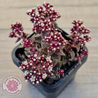 Crassula exilis ssp. cooperi