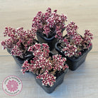 Crassula exilis ssp. cooperi