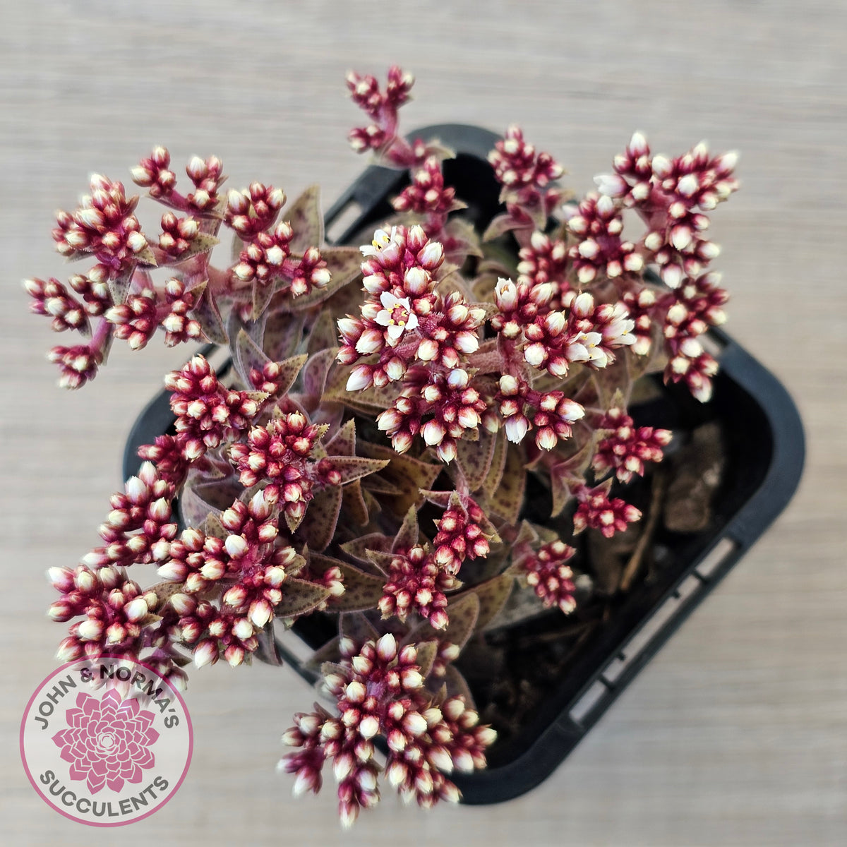 Crassula exilis ssp. cooperi