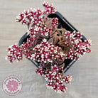 Crassula exilis ssp. cooperi