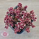 Crassula exilis ssp. cooperi