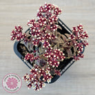 Crassula exilis ssp. cooperi