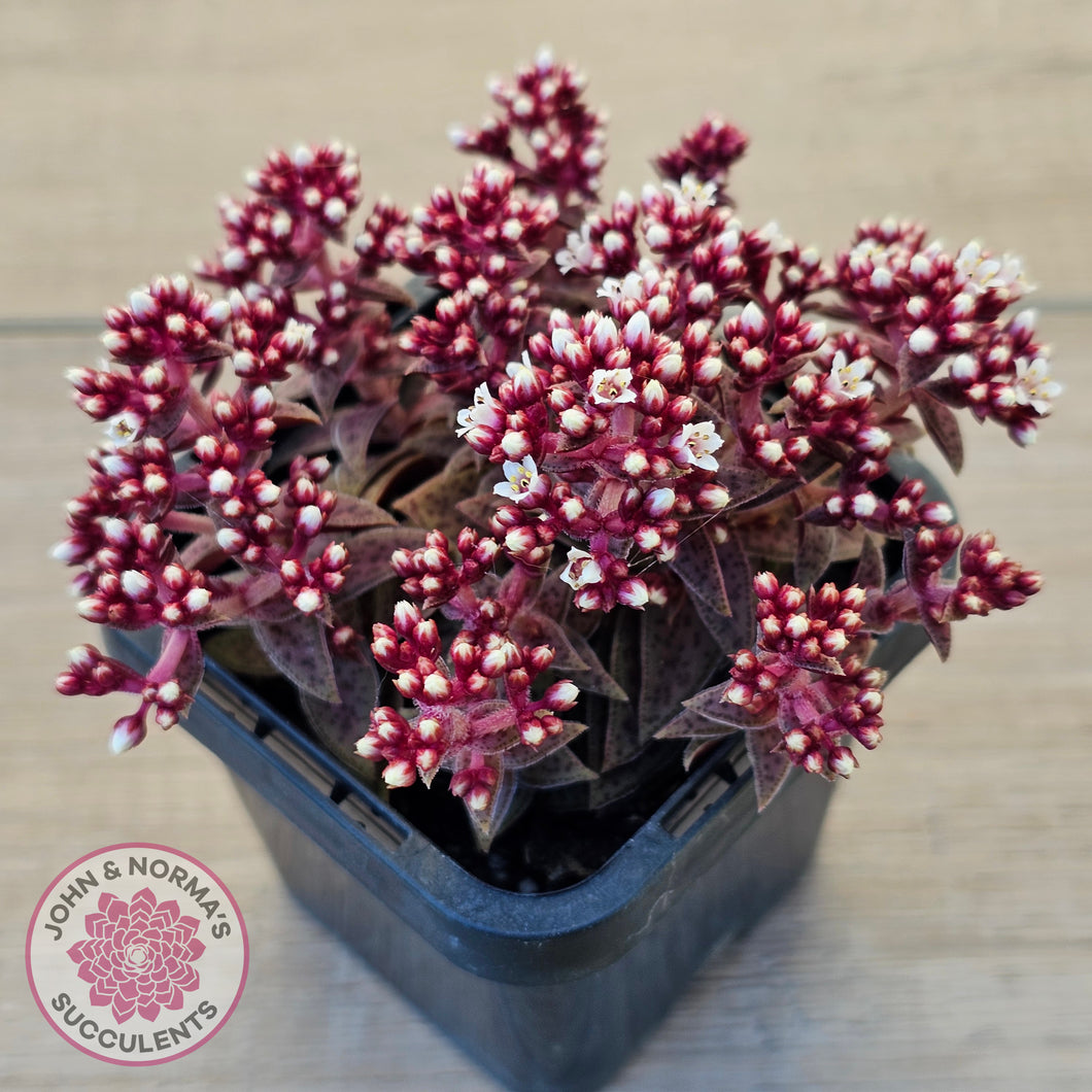 Crassula exilis ssp. cooperi