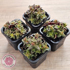 Crassula exilis ssp. cooperi