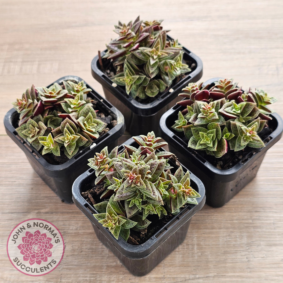 Crassula exilis ssp. cooperi