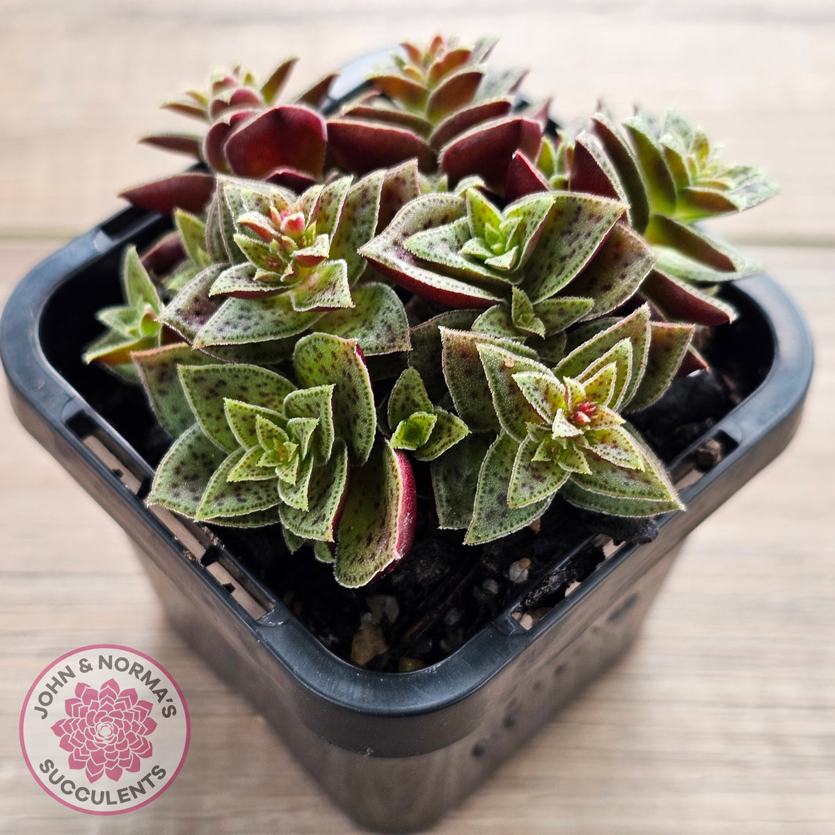 Crassula exilis ssp. cooperi