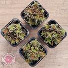 Crassula exilis ssp. cooperi