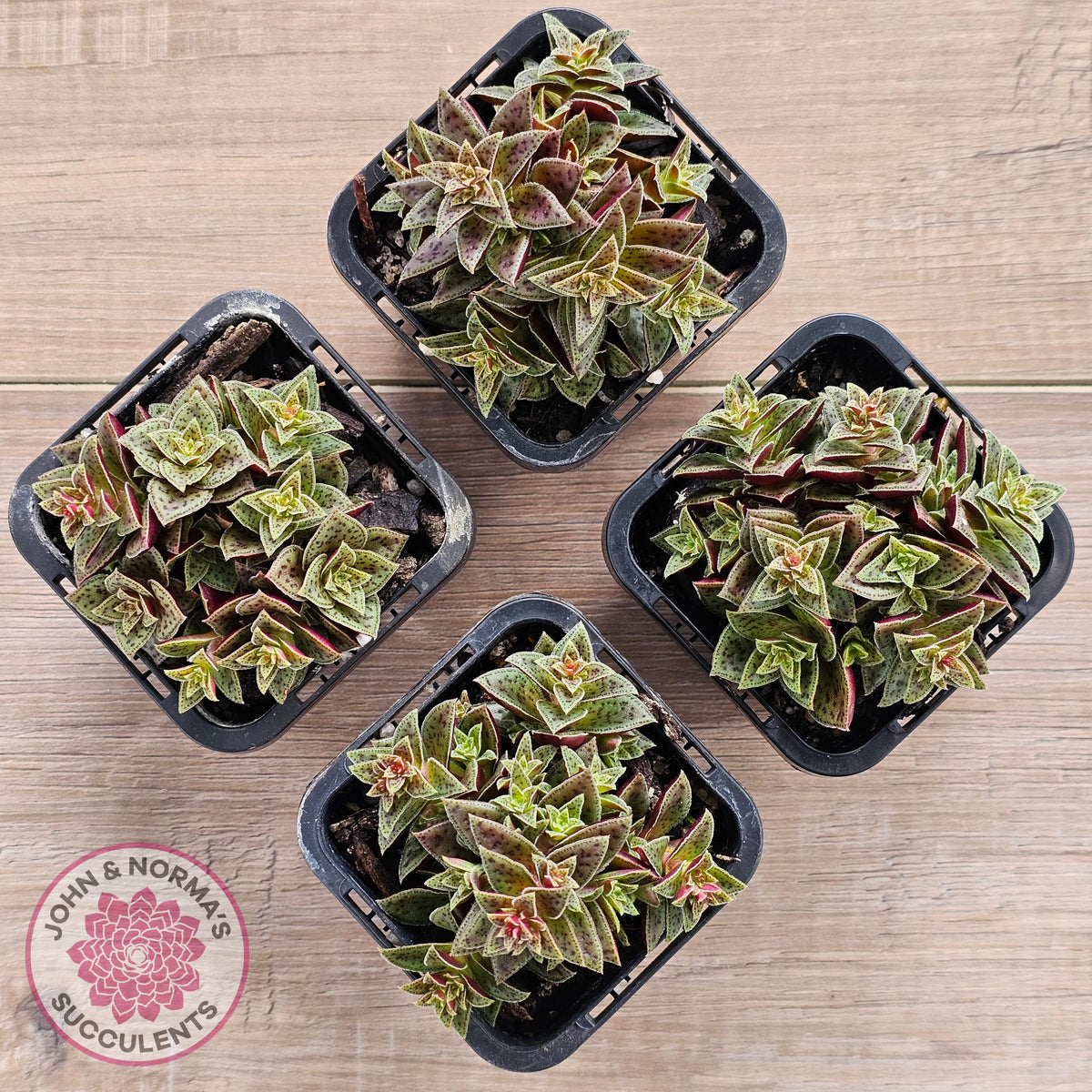 Crassula exilis ssp. cooperi