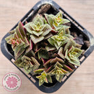 Crassula exilis ssp. cooperi