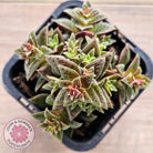 Crassula exilis ssp. cooperi