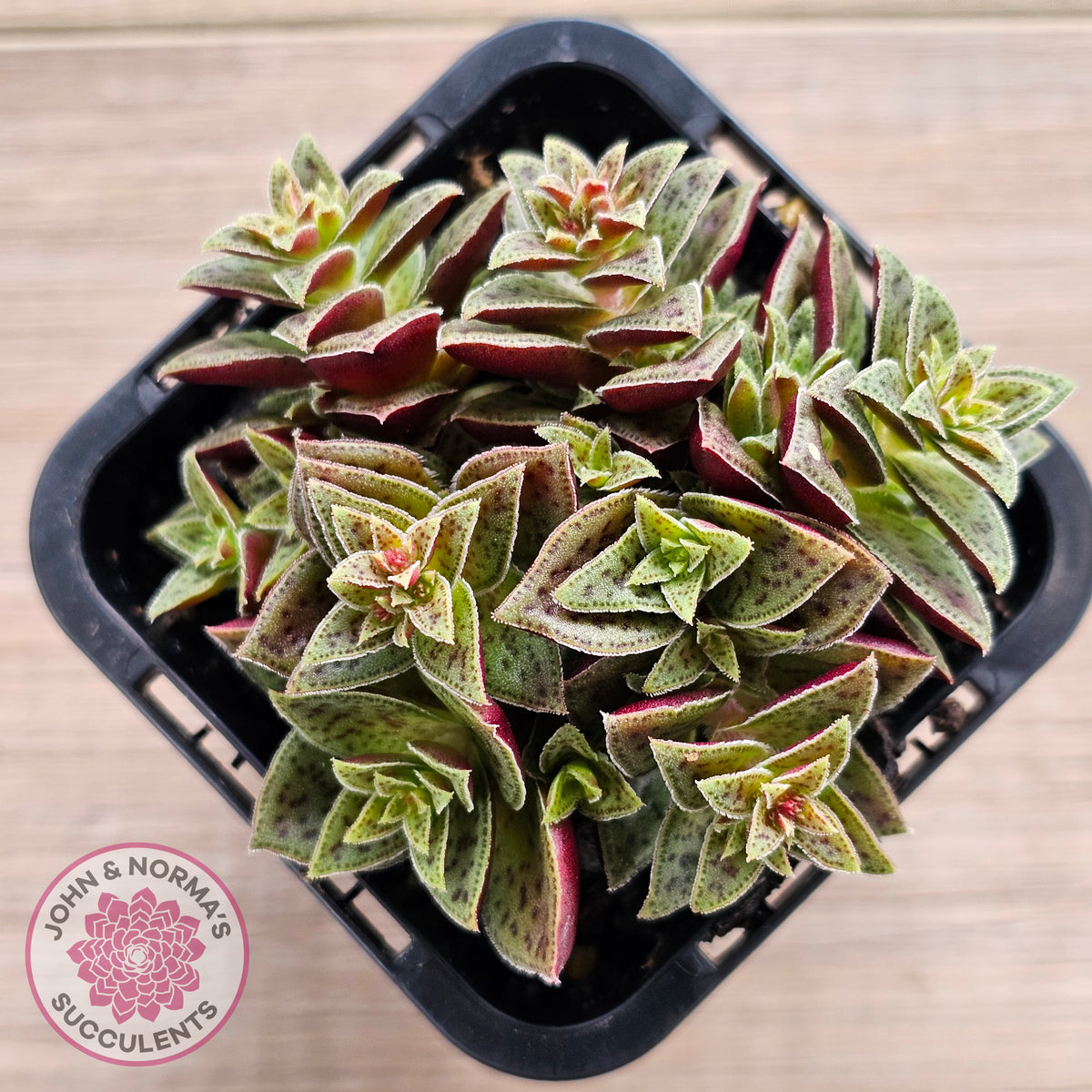 Crassula exilis ssp. cooperi