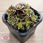 Crassula exilis ssp. cooperi