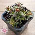 Crassula exilis ssp. cooperi