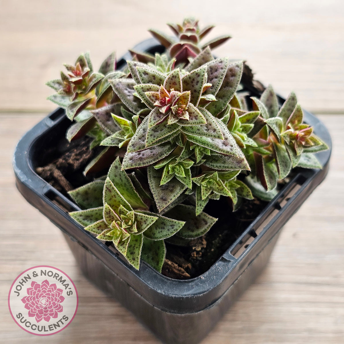 Crassula exilis ssp. cooperi