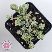 Load image into Gallery viewer, Crassula lanuginosa var. pachystemon
