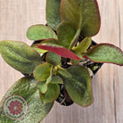 Crassula multicava 'Purple Dragon'