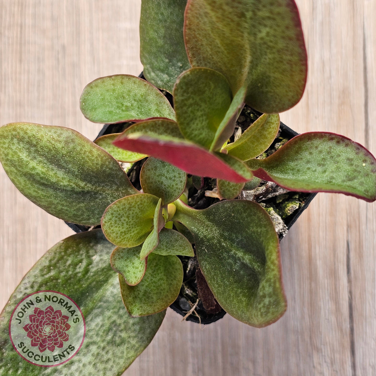 Crassula multicava 'Purple Dragon'