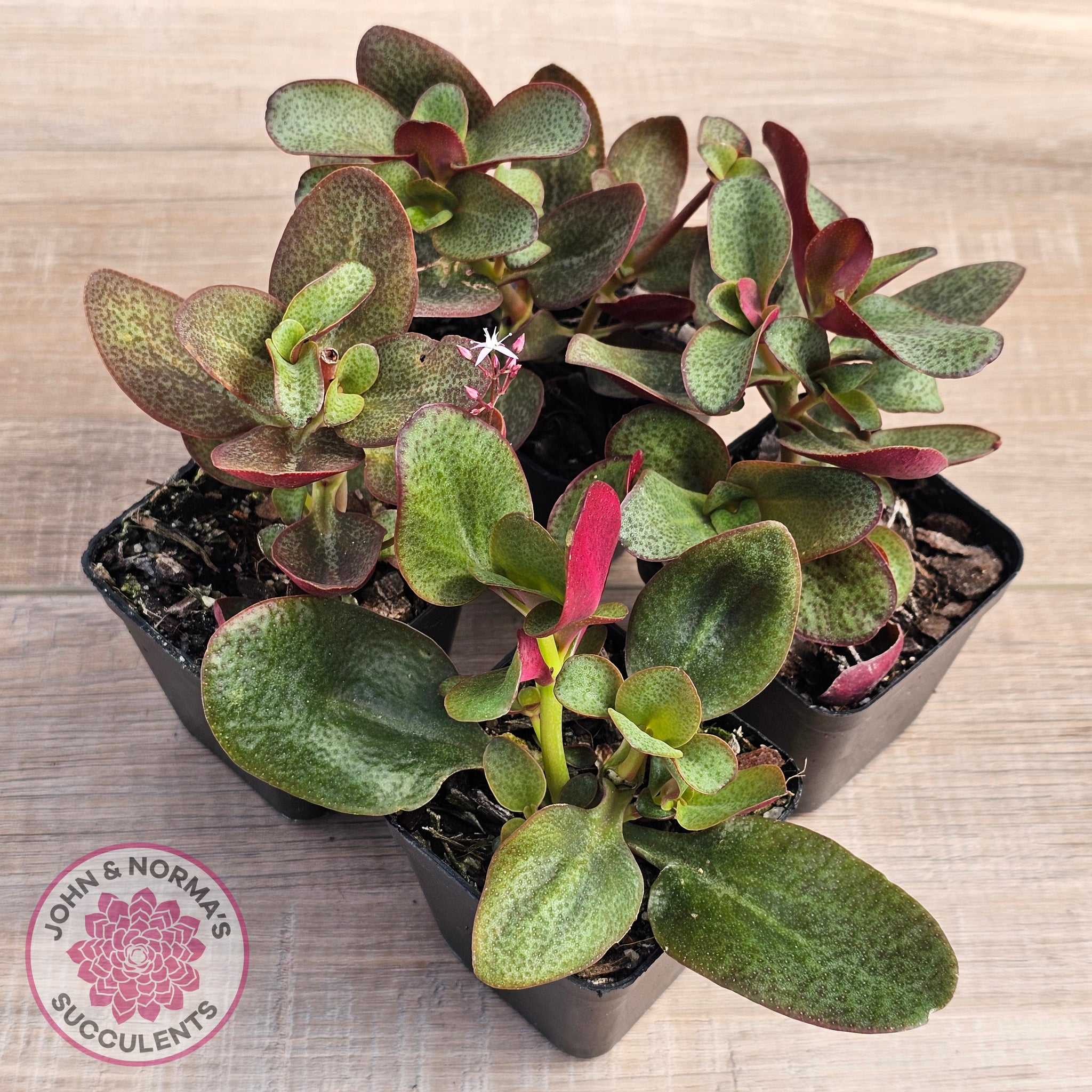 purple dragon succulent Buy Crassula multicava 'Purple Dragon' Australia