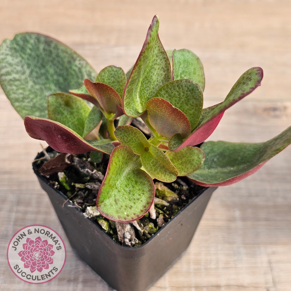 Crassula multicava 'Purple Dragon'