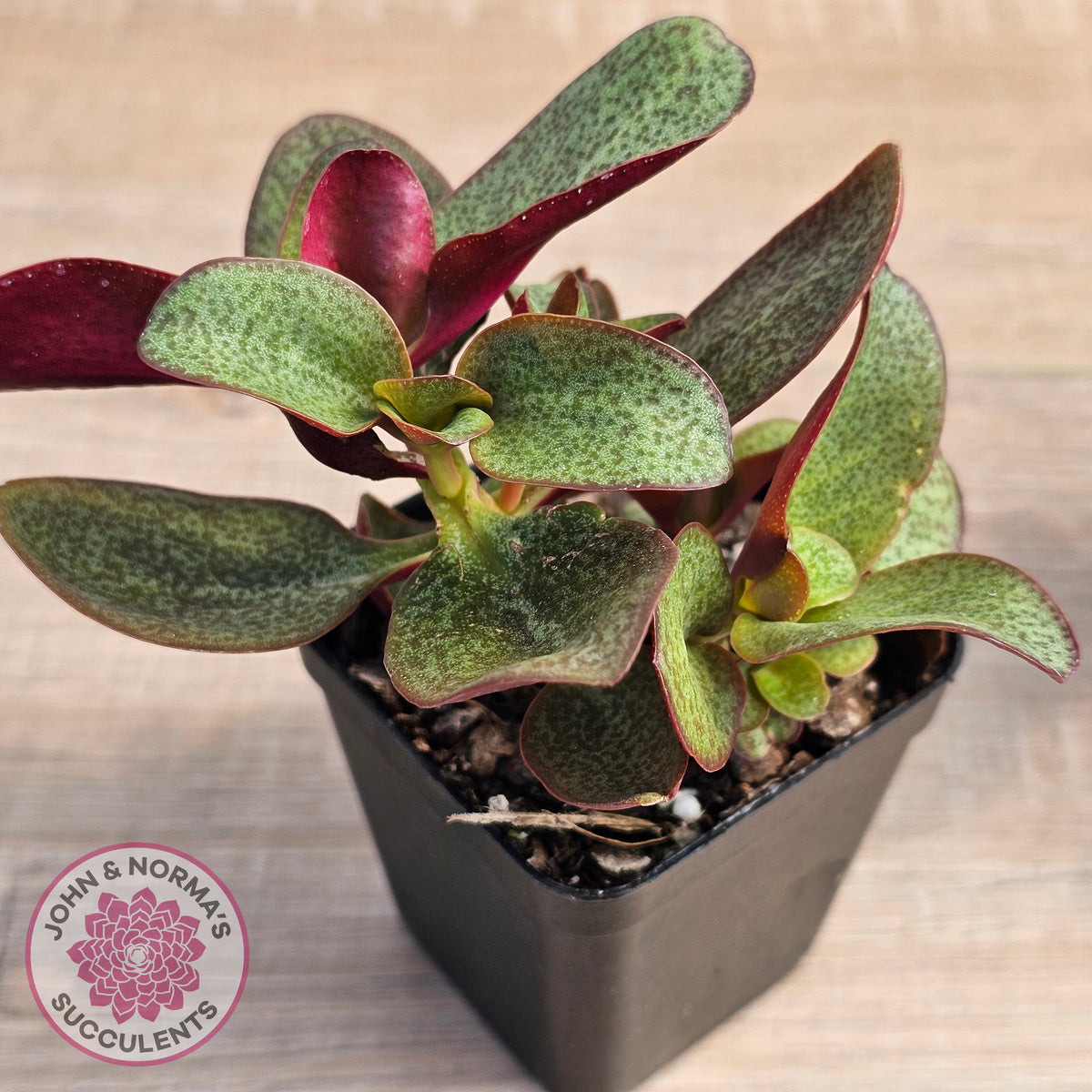 Crassula multicava 'Purple Dragon'