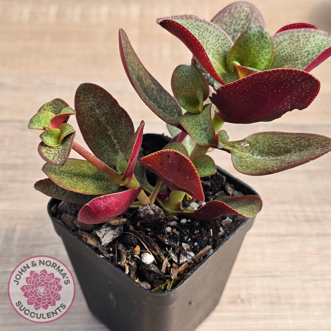 Crassula multicava 'Purple Dragon'