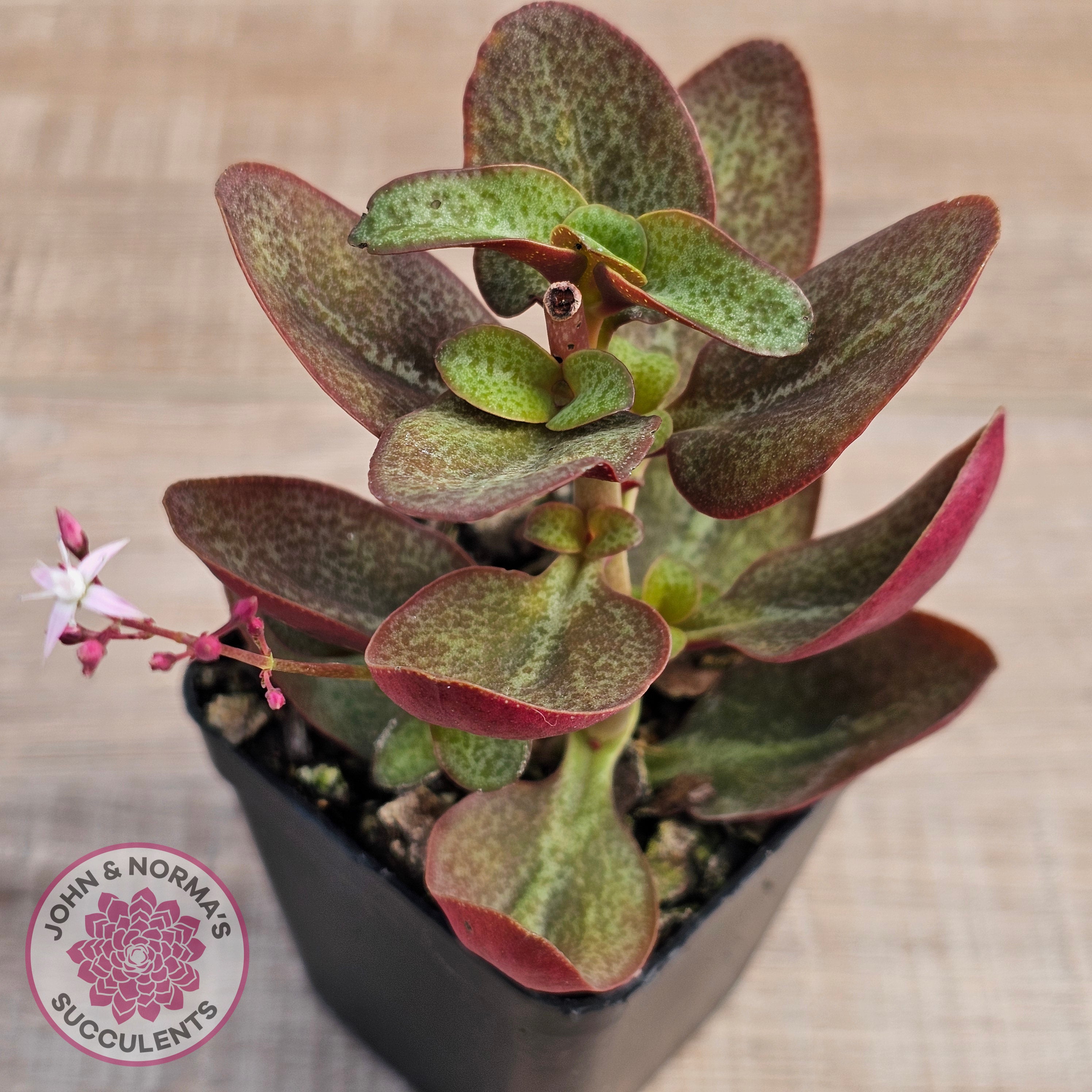 purple dragon succulent Buy Crassula multicava 'Purple Dragon' Australia