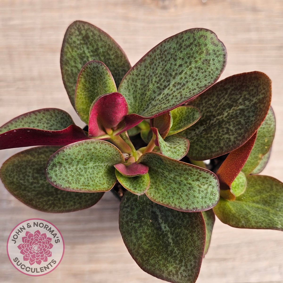 Crassula multicava 'Purple Dragon'