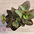 Crassula multicava 'Purple Dragon'