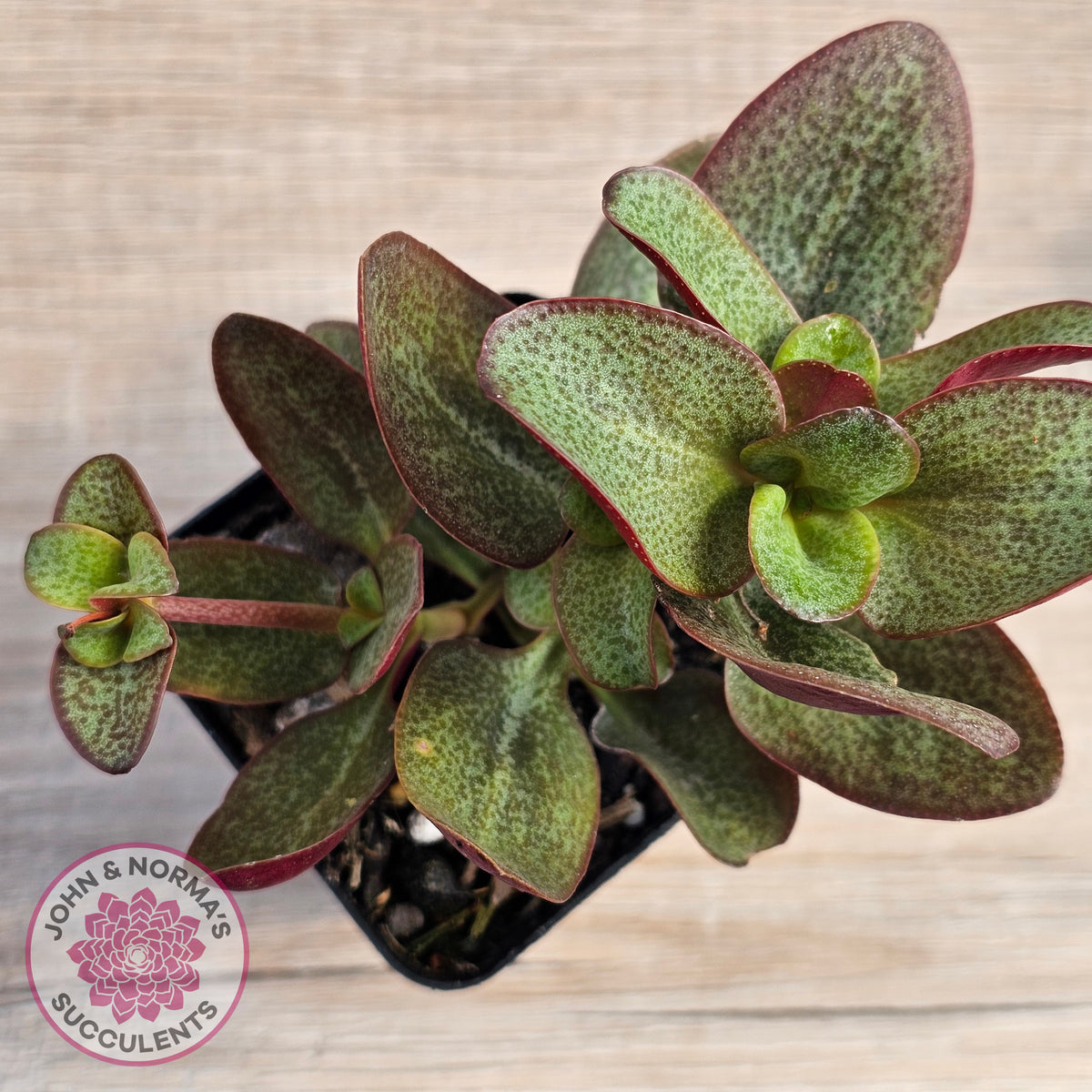 Crassula multicava 'Purple Dragon'