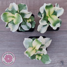 Crassula multicava Variegated