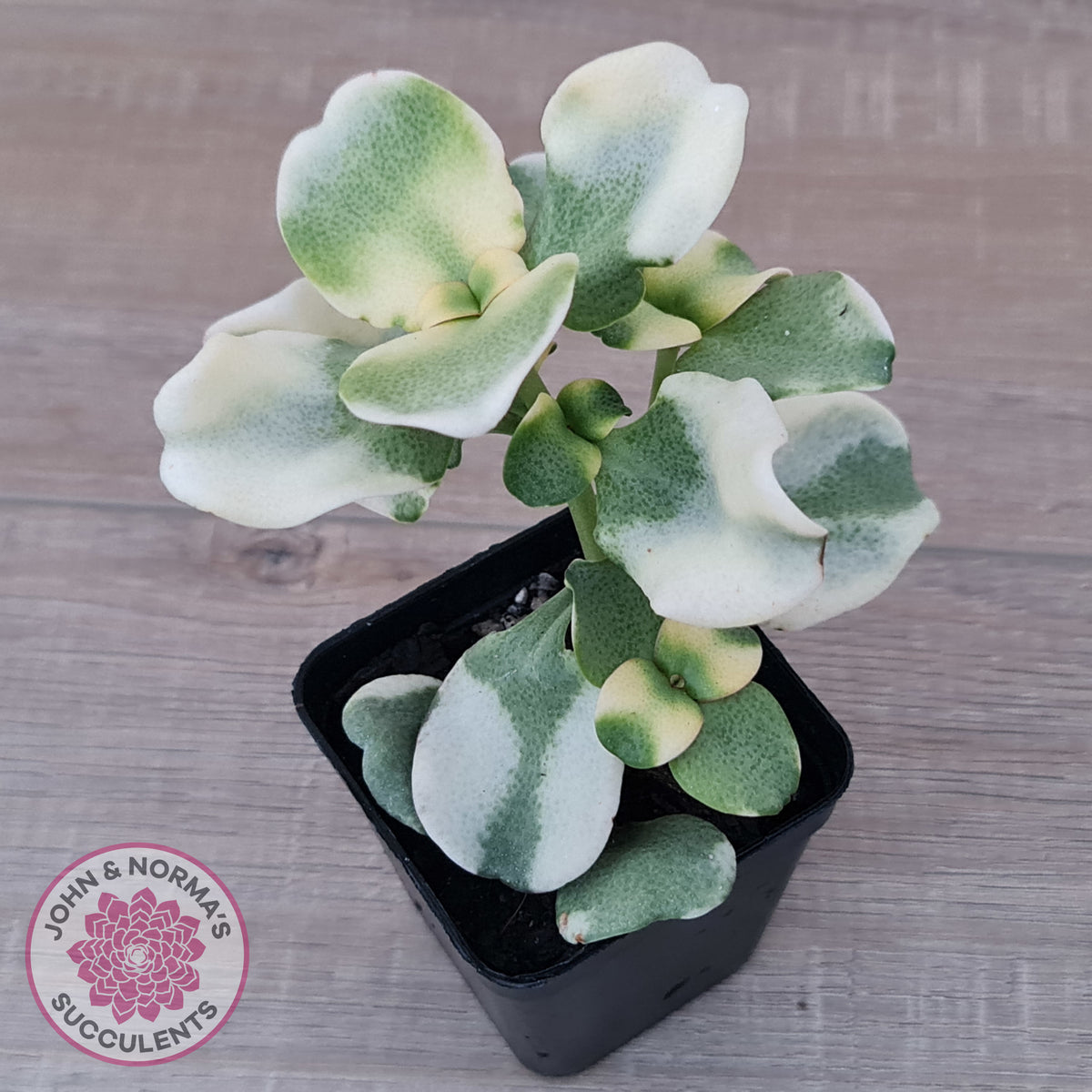 Crassula multicava Variegated