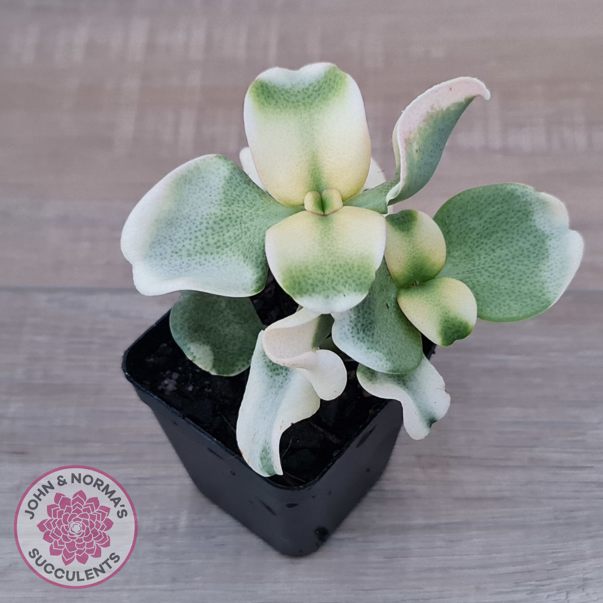 Crassula multicava Variegated