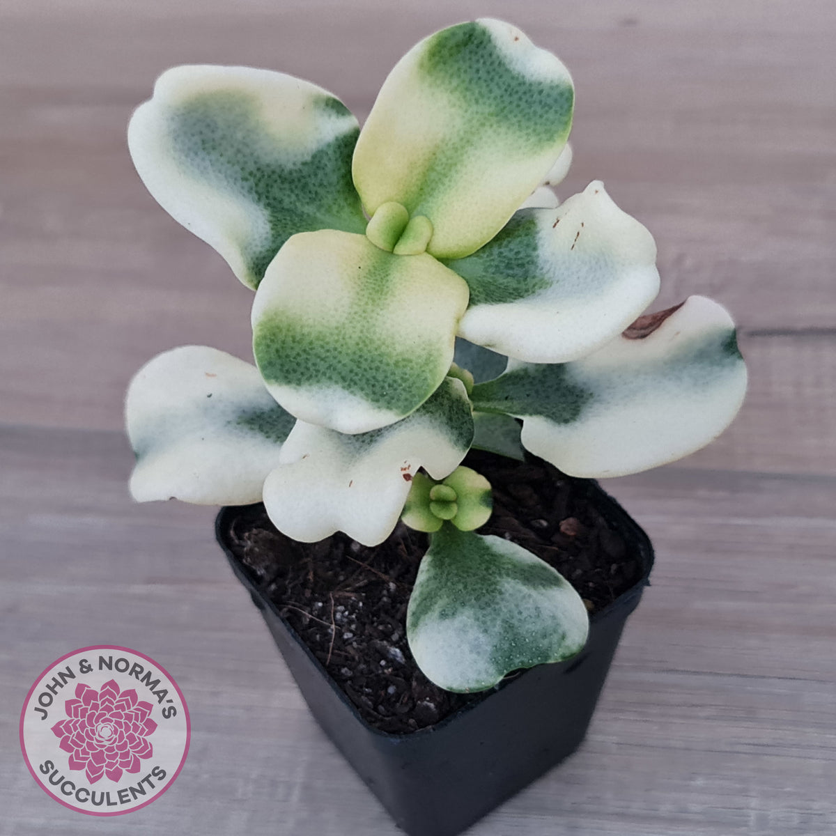 Crassula multicava Variegated