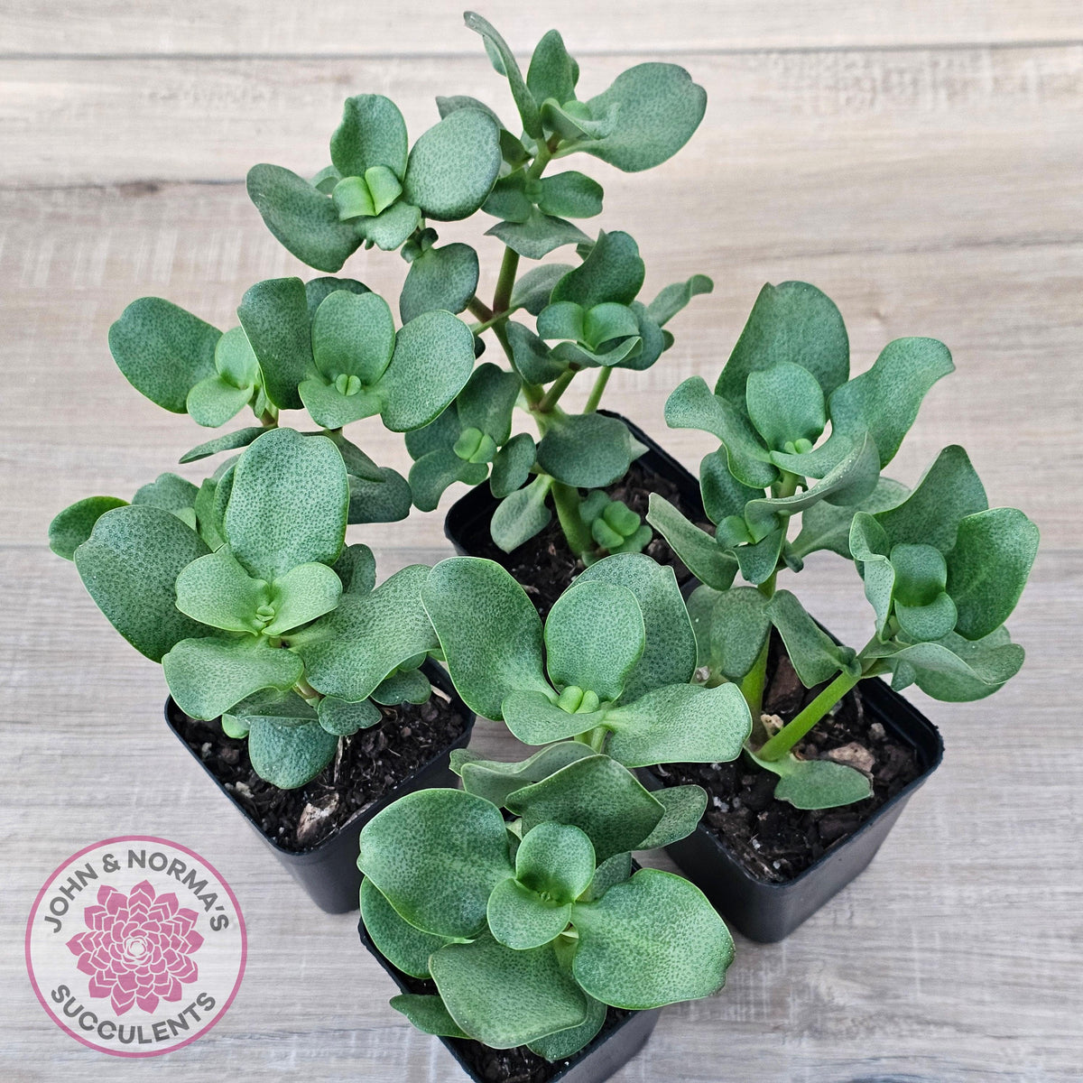 Crassula multicava