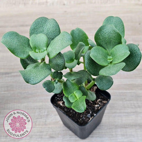 Crassula multicava - John & Norma's Succulents Australia